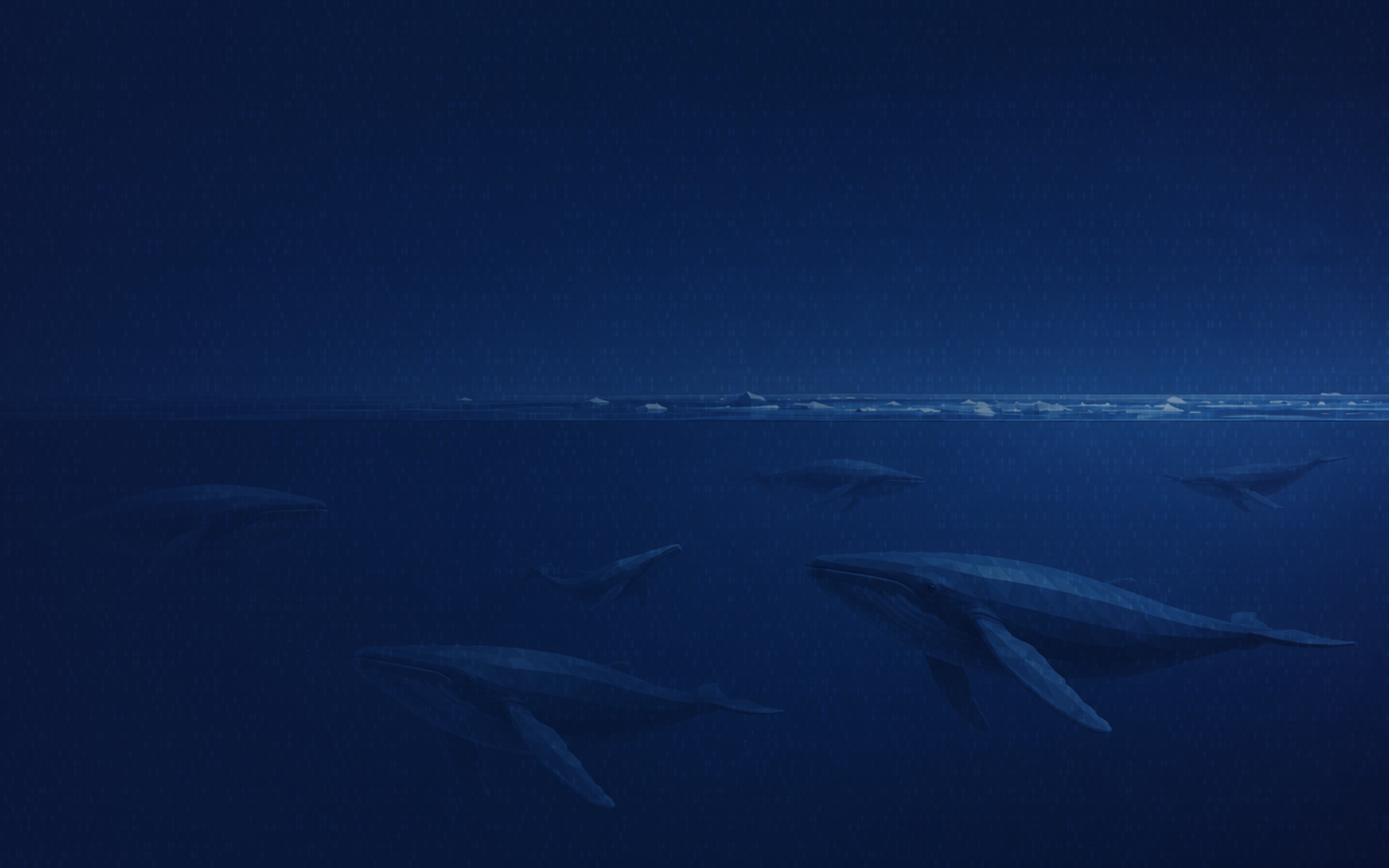 Whale Hub Applications Are Now Open
